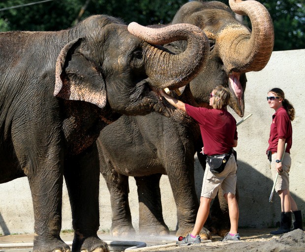 071713-elephants5